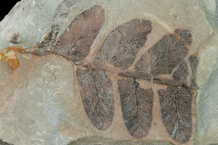 Pennsylvanian Fossil Fern (Neuropteris) Plate - Kentucky #142400